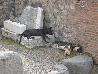 80pompeii gadehunde